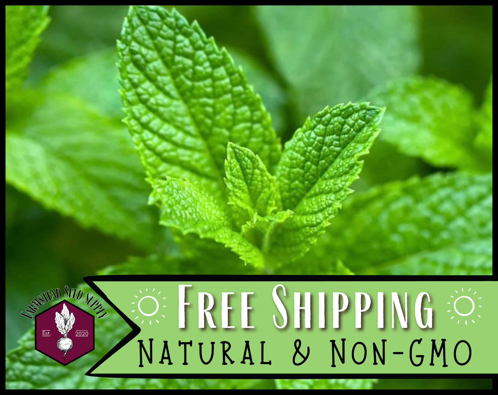 3,000+ Spearmint Seeds | Perennial Container Herb Gardening Seed, Mentha spicata