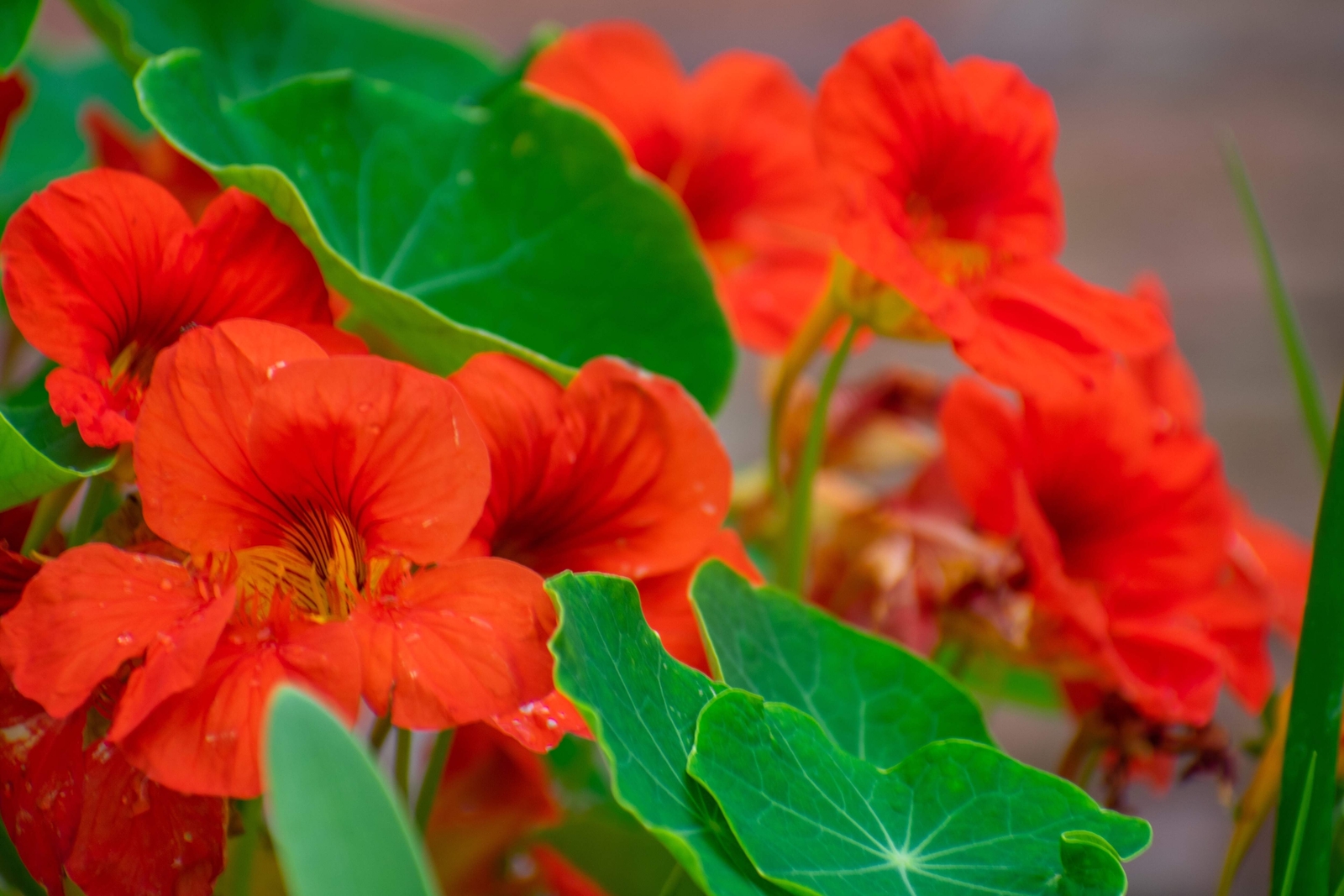 25 Dwarf RED EMPRESS NASTURTIUM Tropaeolum Nanum Hummingbird Flower Seeds