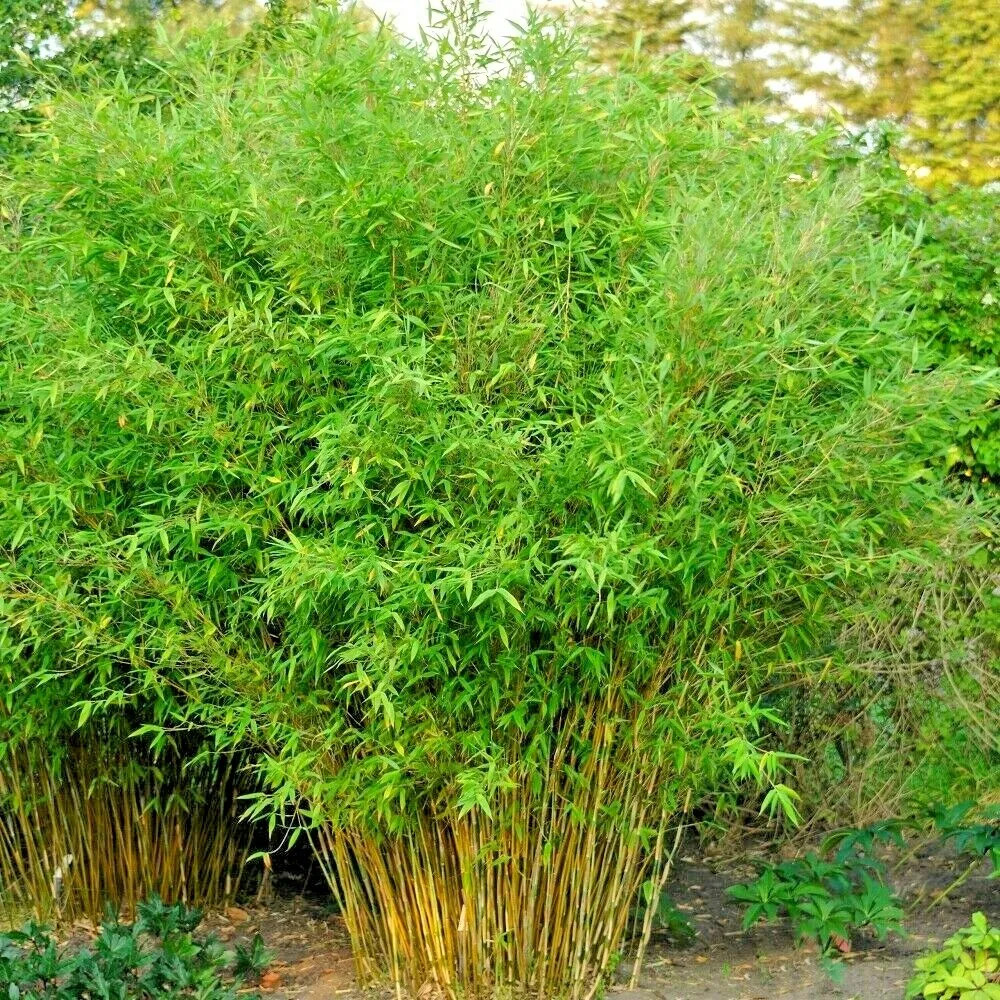 10 UMBRELLA BAMBOO SEEDS – Fargesia spathacea Great Cover