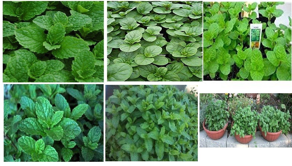 8 Seed Mints: Mojito/Pine/Choc/Pepperm/Lemon Mint/KentuckColonl/Apple/Orange #10