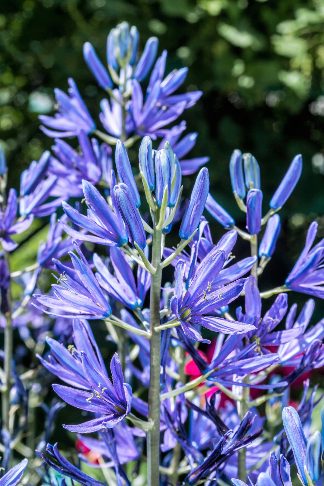 20 Blue LARGE CAMAS Camassia Leichtlinii Quamasia Great Camass Flower Seeds