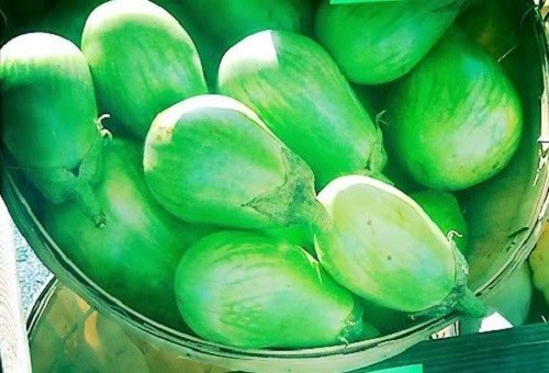 50 Green AO DAIMARU EGGPLANT Solanum Melongena Japanese Asian Aubergine Seeds