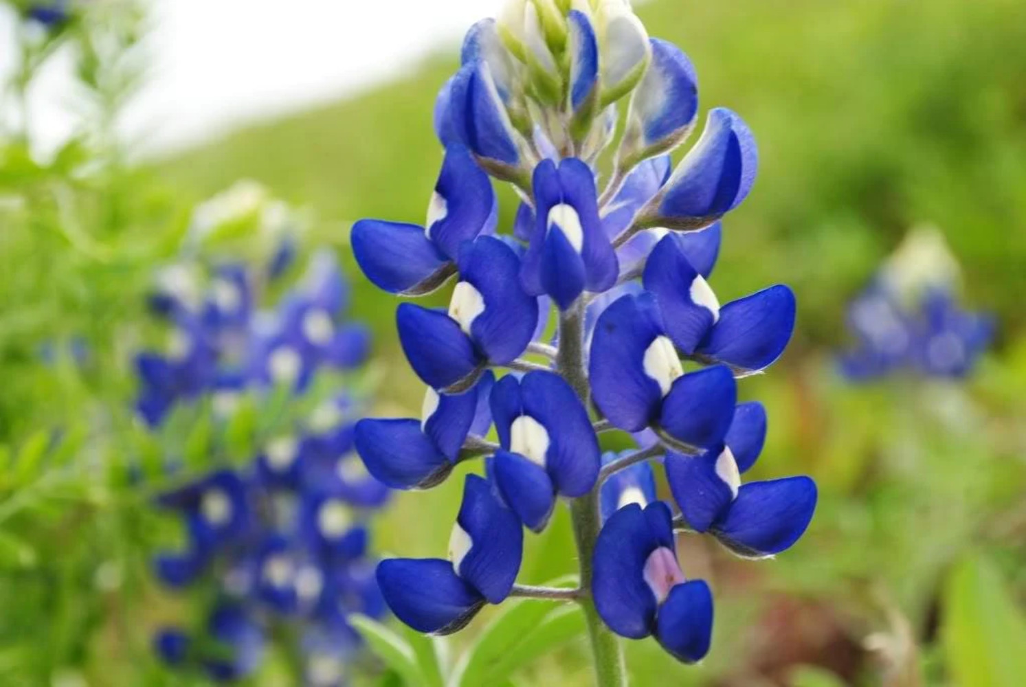 150 TEXAS BLUEBONNET LUPINE Lupinus Texensis Flower Seeds