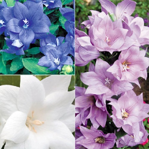 40+ BLUE PLATYCODON DOUBLE BALLOON FLOWER SEEDS / PERENNIAL