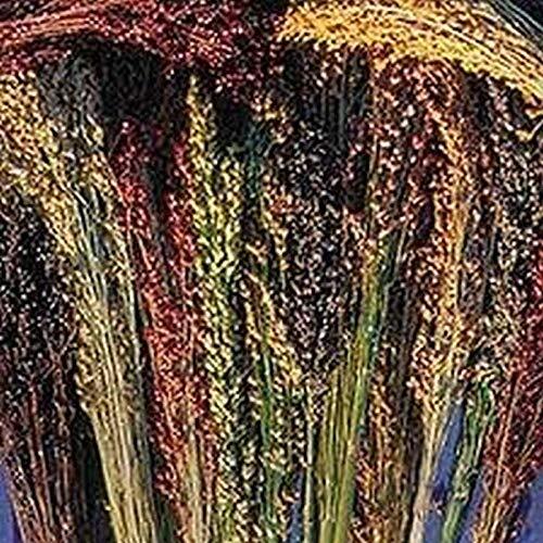 Multi-Colored Broom Corn Seeds – High yields of Beautiful Straw Very Beautiful