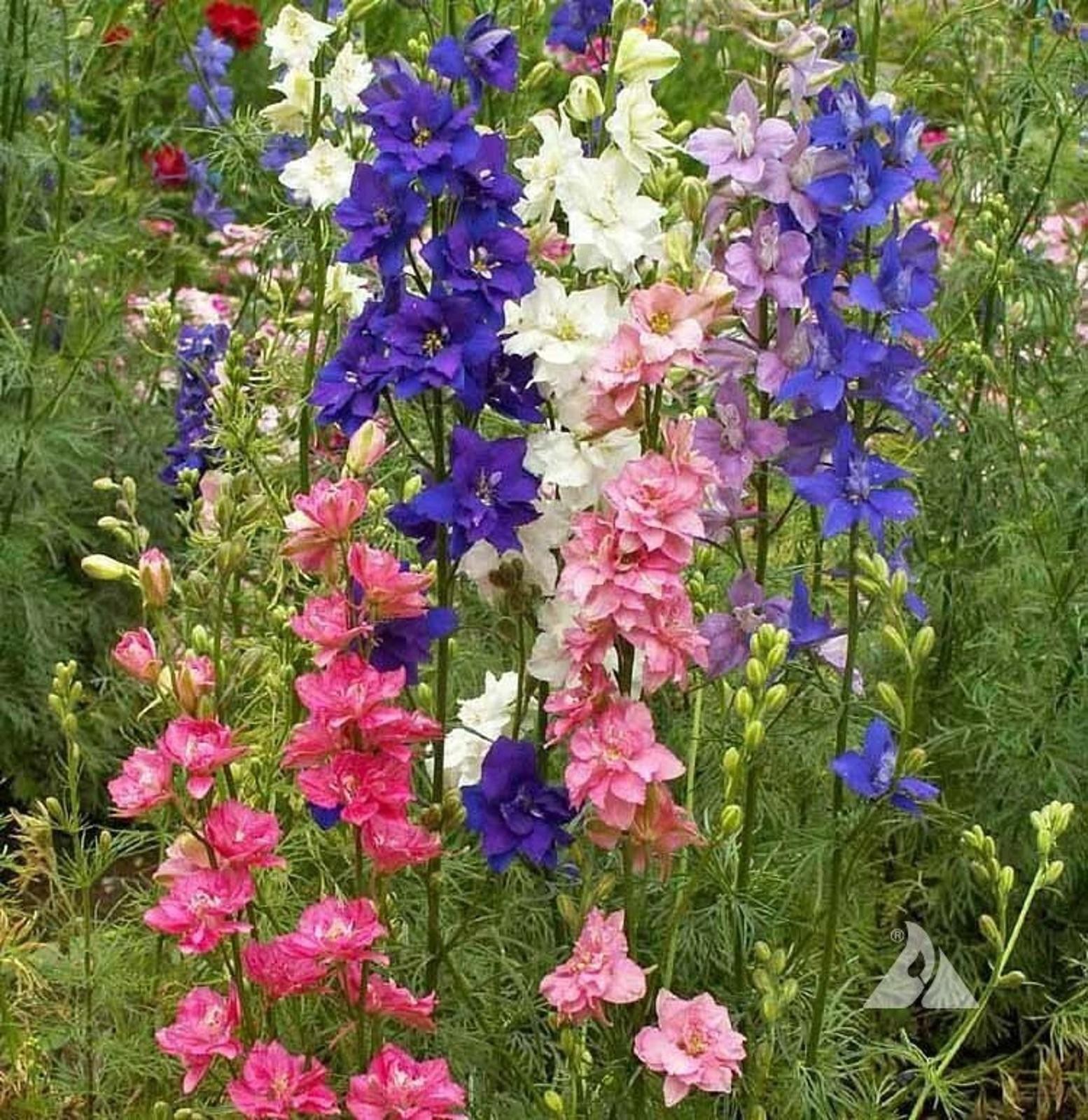 3000 Hummingbird & Butterfly Pollinator Wildflower Seeds Mix Non-GMO