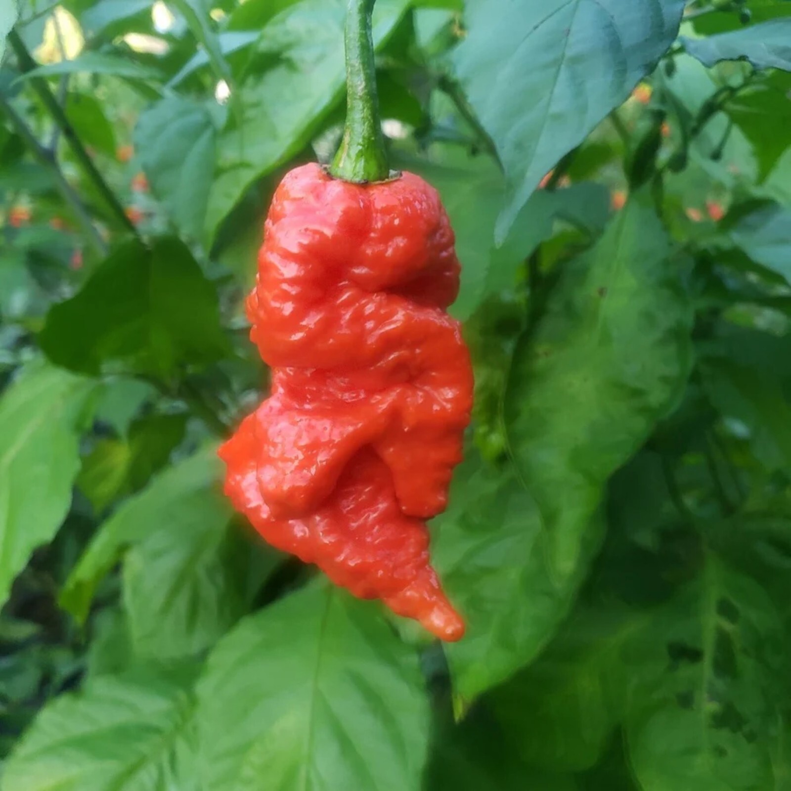 50pcs Ghost Pepper Seeds – Non-GMO Heirloom Chili Super Hot Peppers for Gardens