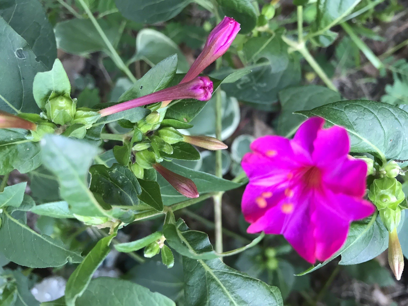 10 Four O’clock Live Plant Seedlings Magenta Flower Tuber Rhizome 5-8 Inches