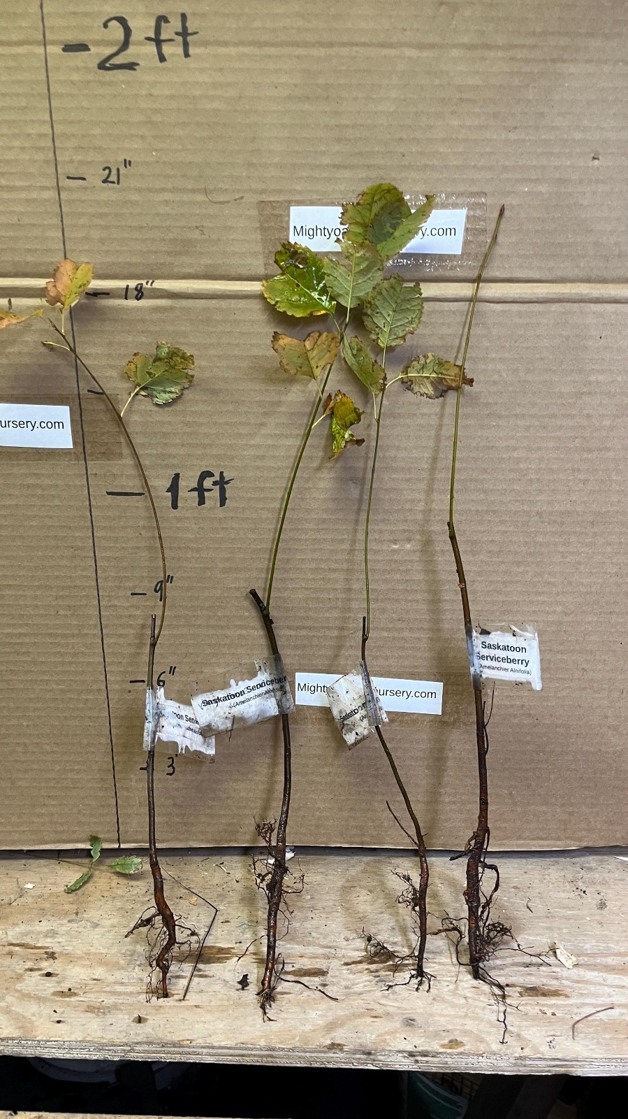 Saskatoon Serviceberry 8-12″ tall 1-2 y.o. (Amelanchier) Bare Root Juneberry