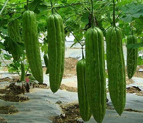 15+ Long Bitter Gourd seeds Bitter melon 苦瓜 Ku Gua Asian Vegetable 2025