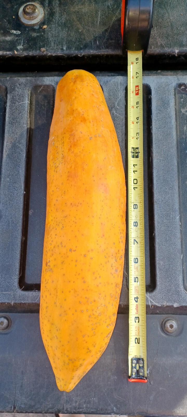 30 SEEDS GIANT JUMBO LONG CARICA PAPAYA VEGETABLE EXOTIC FRESH ORGANIC NON-GMO