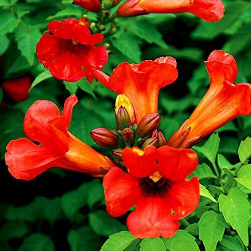 Dark Red Hummingbird Trumpet Vine Seeds Hardy Hummingbirds Love It jocad (20 See