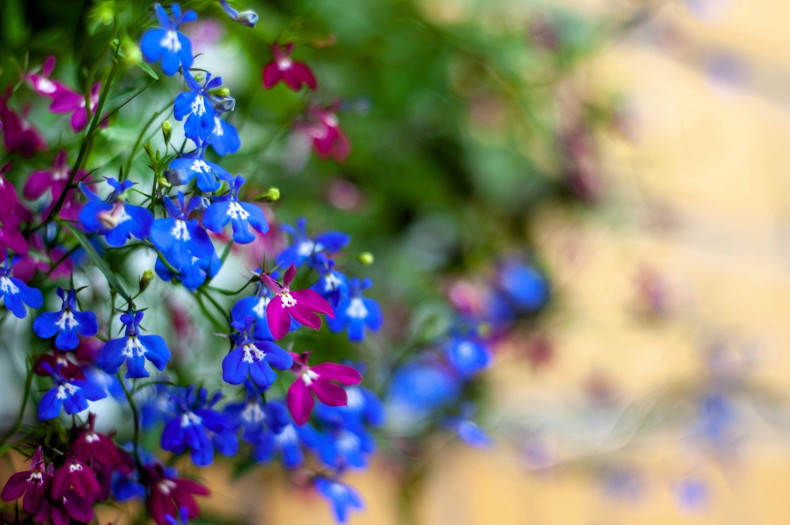 200 BLUE & WHITE HALF MOON LOBELIA Erinus Flower Seeds *Comb S/H