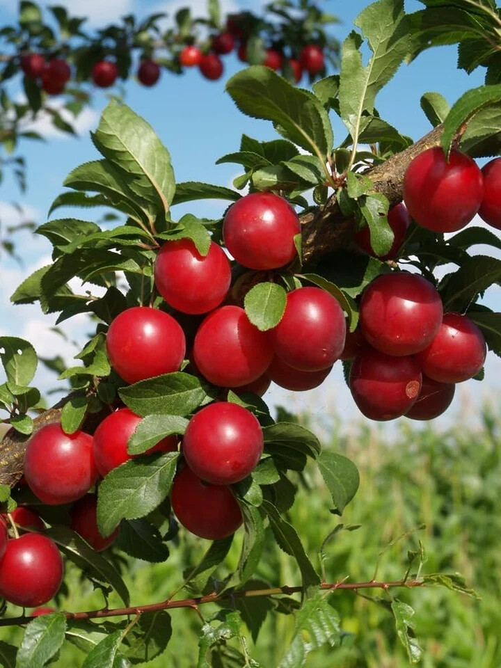American Red Plum Tree Seeds for Planting, 5 Fruit Seeds per Packet, (), Non GMO