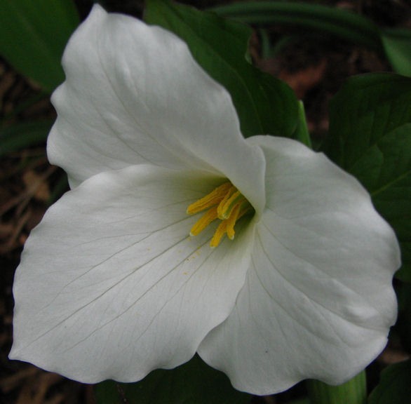 White Trillium 20 bulbs