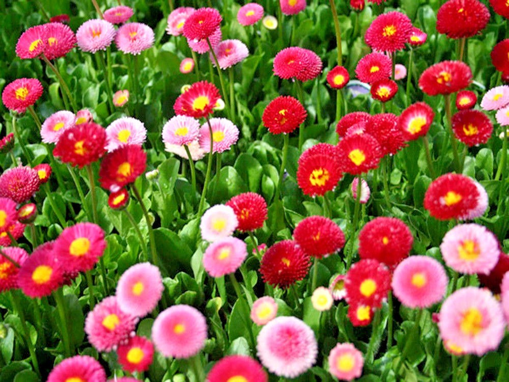 400+ENGLISH DAISY MIX Flower Seeds European Wildflower Early Blooms Groundcover