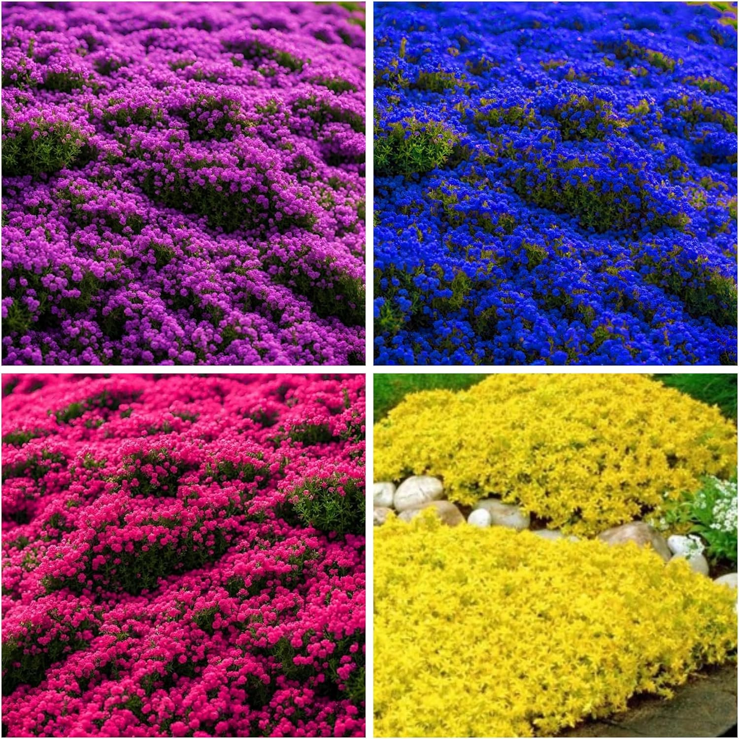 6000+ Mixed Creeping Thyme Seeds for Planting – Heirloom Flowers Perennial Thyme