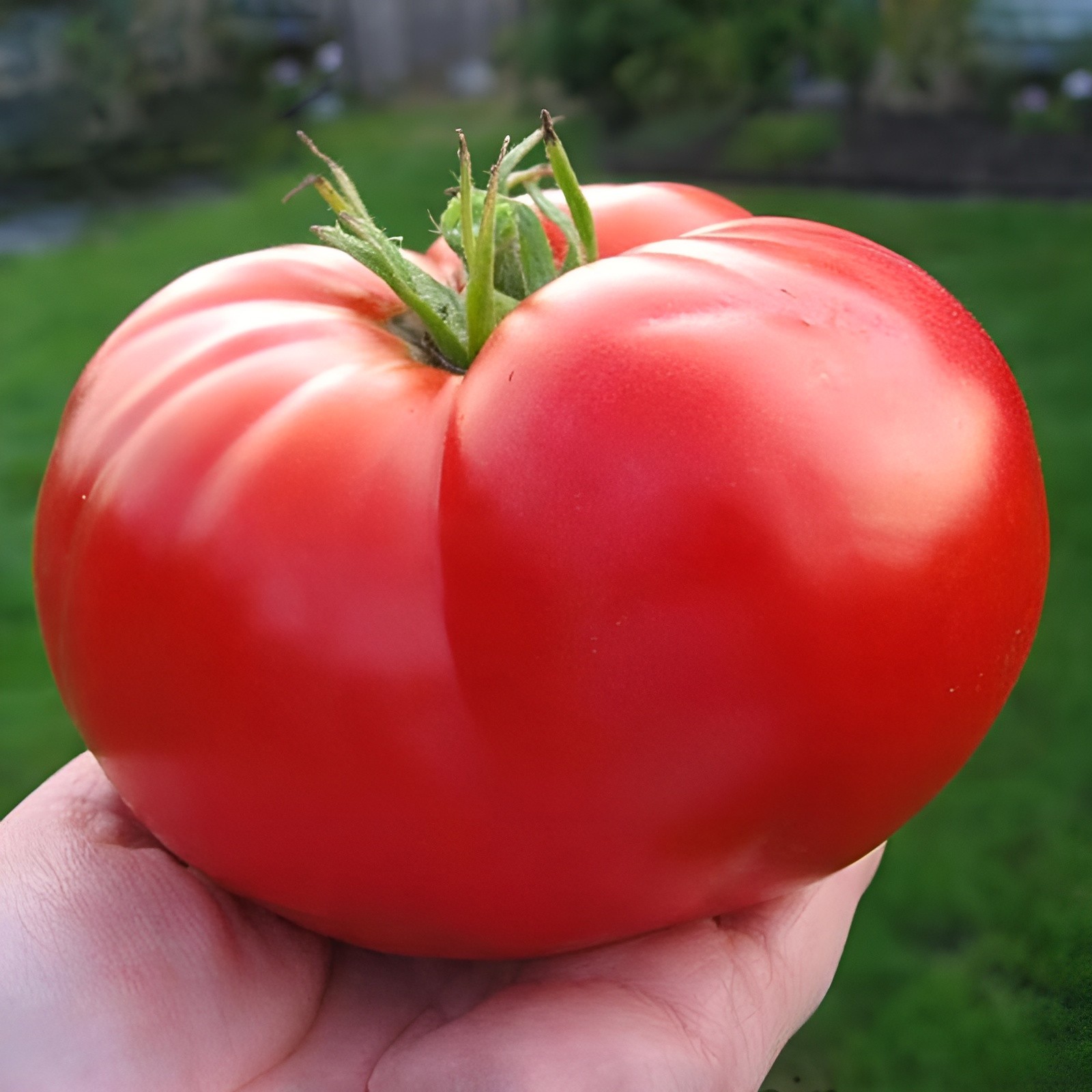 100 Heirloom Giant Red Beefsteak Tomato Seeds – Indeterminate – Up to 4LBs