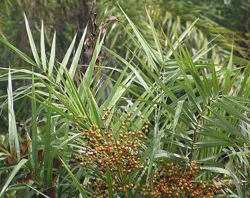 Phoenix paludosa | Mangrove Date Palm | 5 Seeds