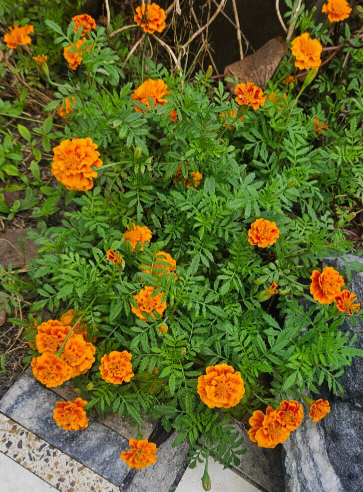 Firecracker Marigold seeds (200) / Attract POLLINATORS / ORGANIC / FL GROWN