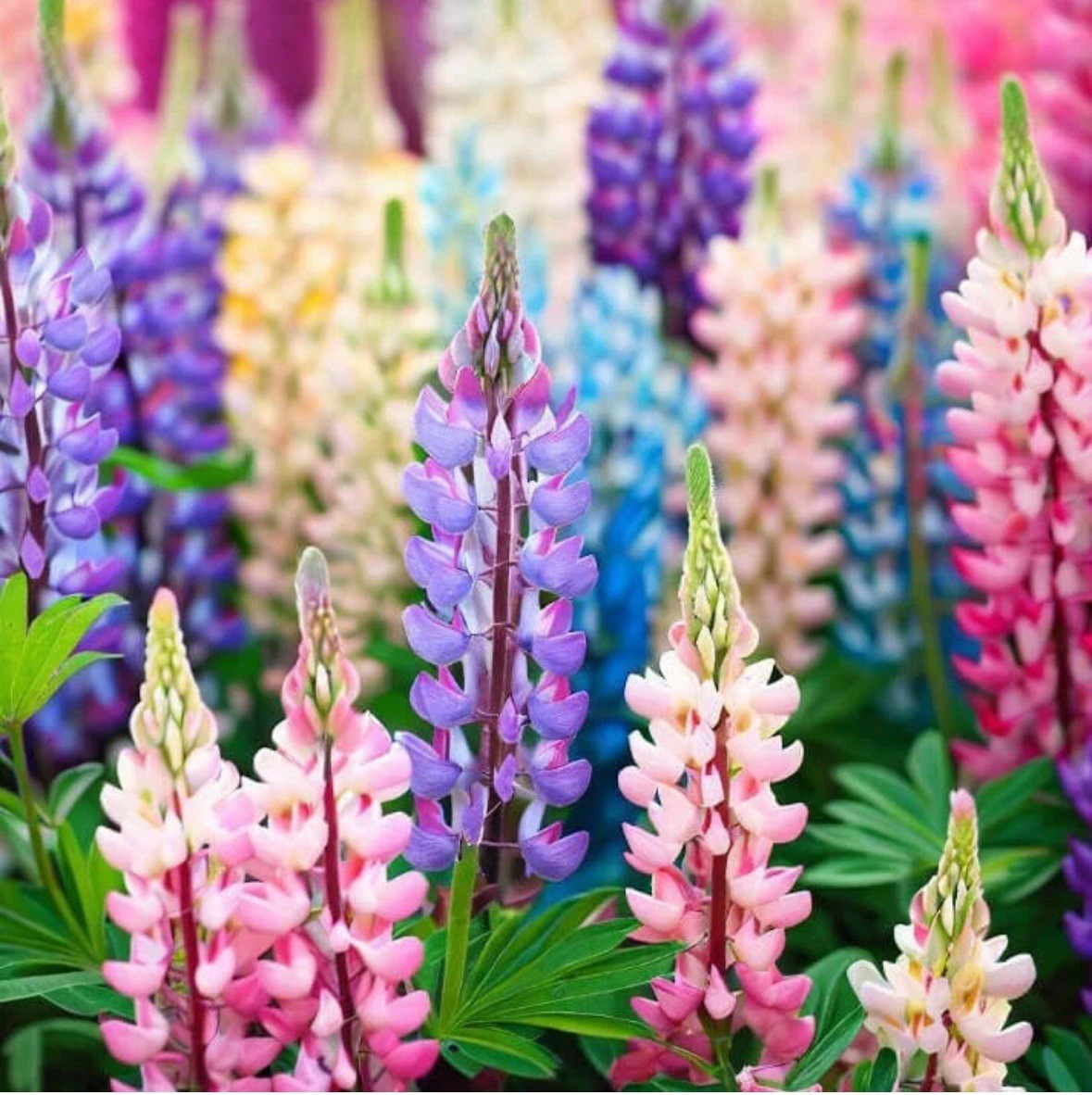 100 Lupine Seeds