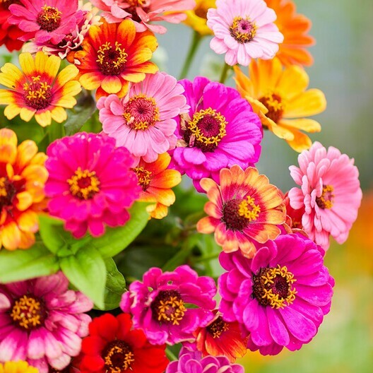 Zinnia CAROUSEL MIX Carnival Colors HeirloomLarge 4″ Blooms! Non-GMO 200 Seeds!