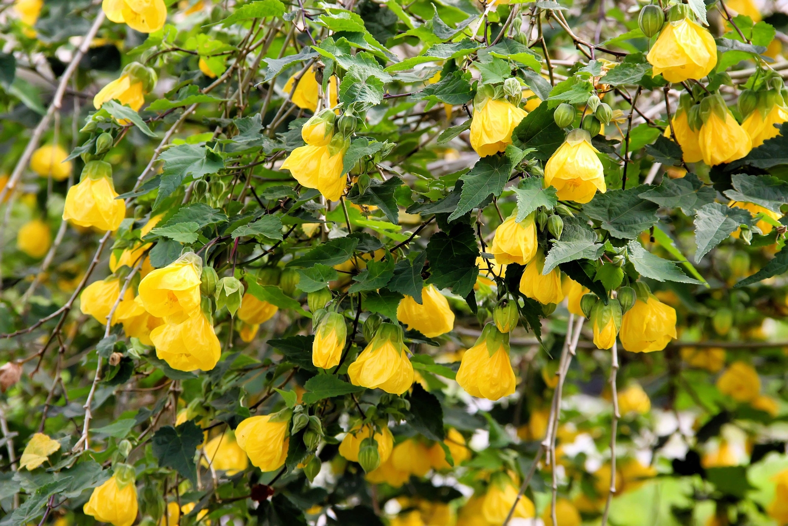 30 Mixed Colors FLOWERING MAPLE Abutilon Hybridum Chinese Bell Flower Tree Seeds