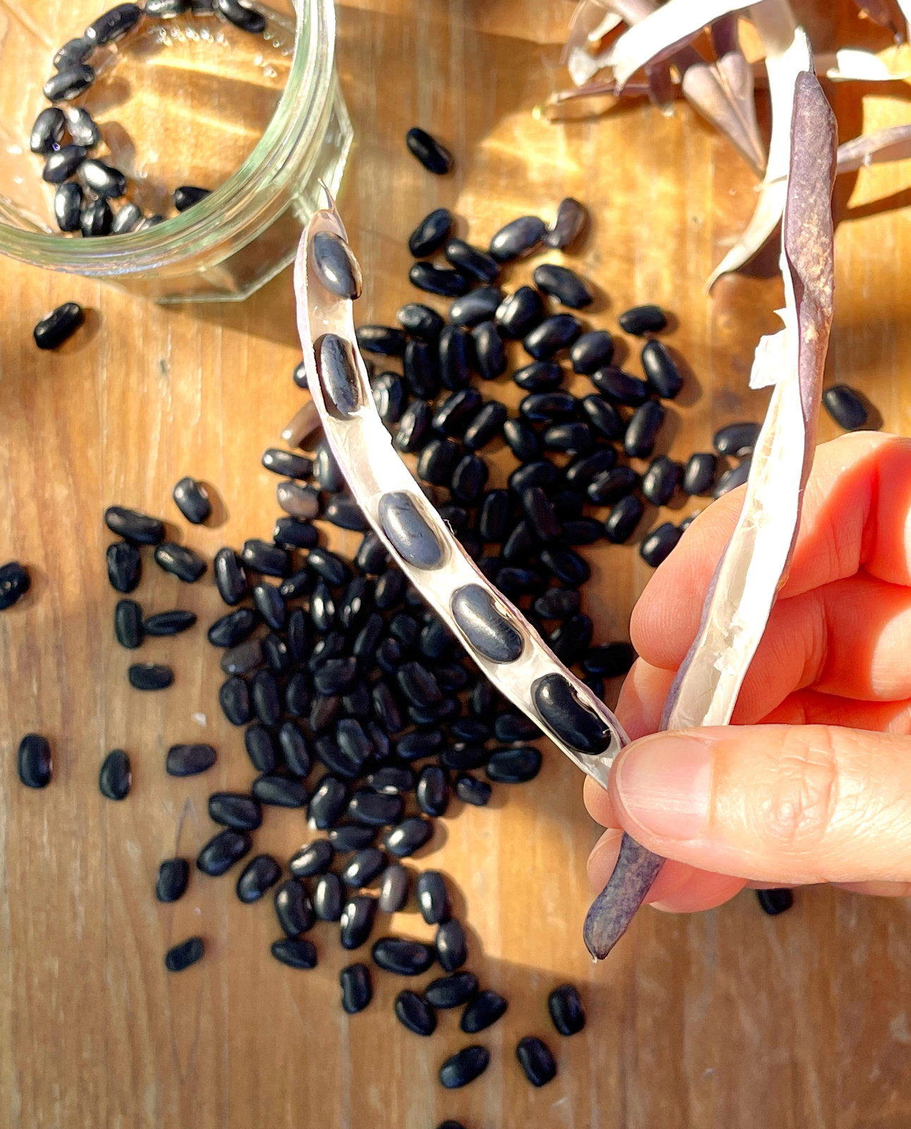 Black Bean Seeds | For Planting Mexican Frijoles Beans Black Turtle Seed 2025