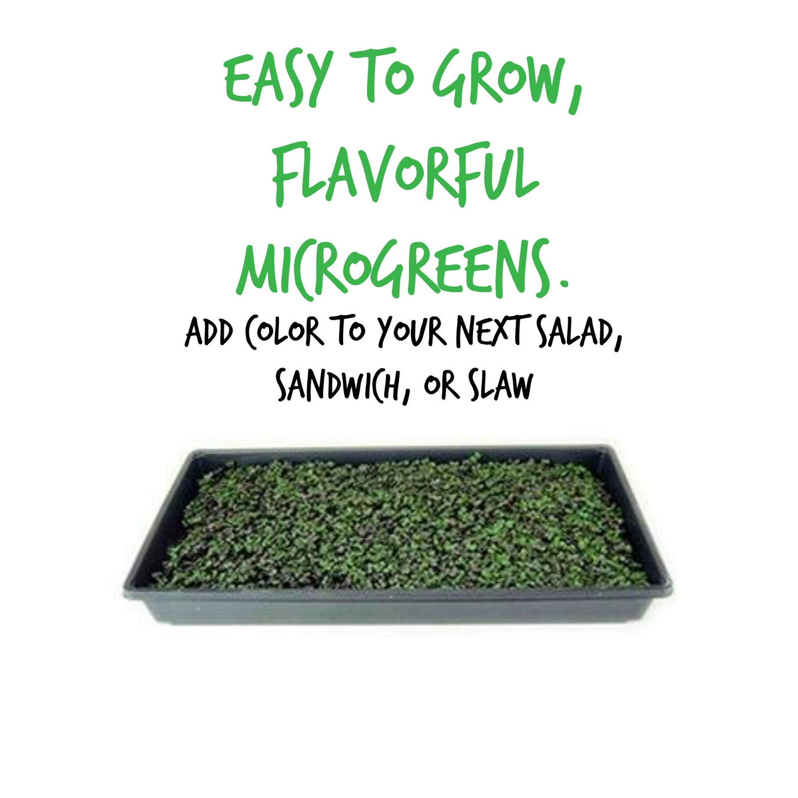 Red Acre Cabbage Microgreens & Sprouting Seeds – 1 Lb – Non-GMO, Chemical-Fre…