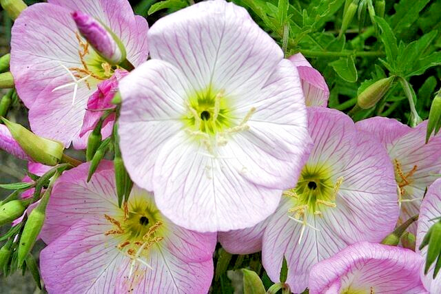 Showy pink evening primrose 100 seeds pink evening primrose, Oenothera speciosa