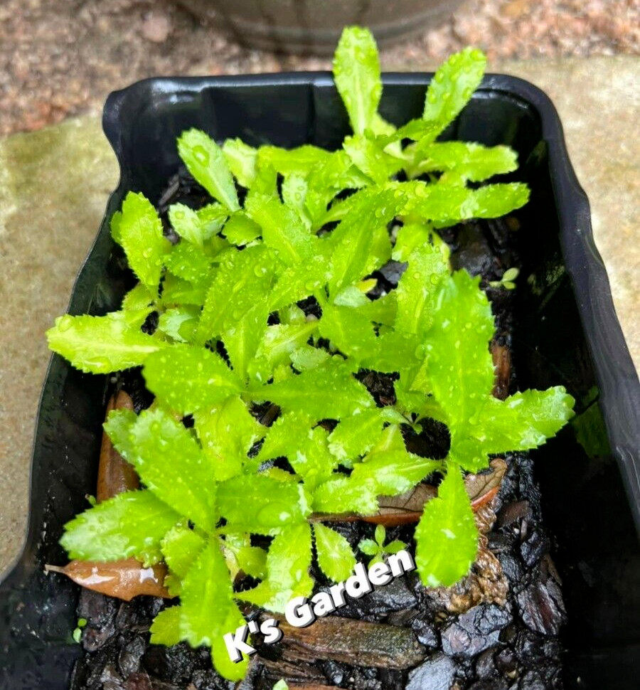 500+ CULANTRO SEEDS-NGÒ GAI-MEXICAN CORIANDER-庫蘭特羅-PUERTO RICAN-THAI PARSLEY