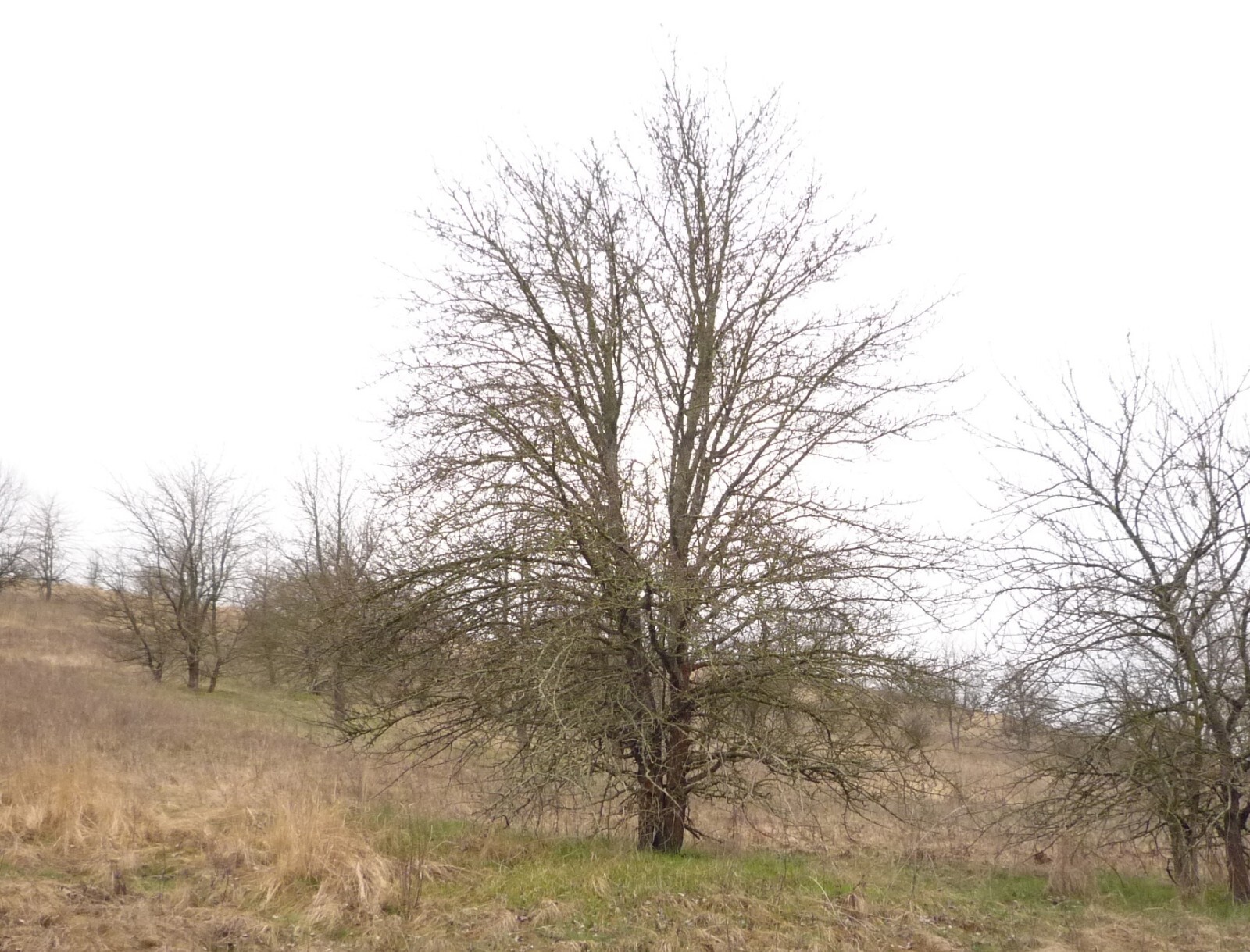 The Pear Tree | Premium Seeds | Pyrus communis ‘Fruit’ | Plants’®