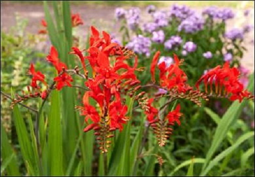 25+ Crocosmia Flower Seeds, Flame Orange / Perennial
