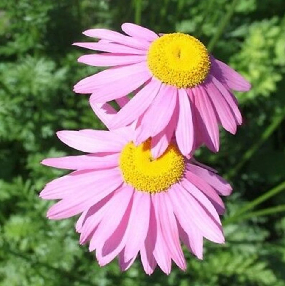 100 Seeds| Robinson’s Rose Daisy Seeds #N007