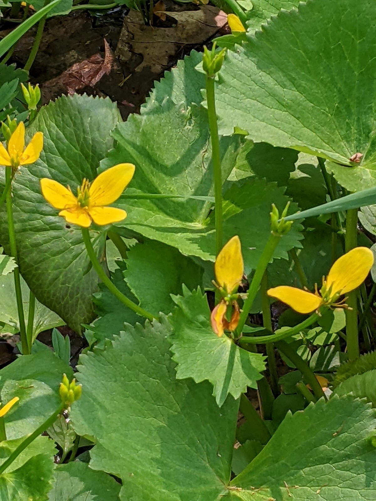 20 Perennial Marsh Marigold wildflower seeds zone 3-9