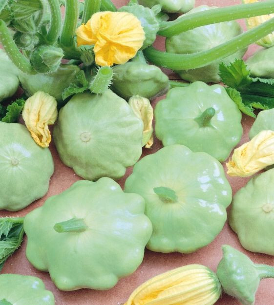 15+ BENNINGS GREEN TINT SCALLOP SUMMER SQUASH FRESH FOR GARDENS