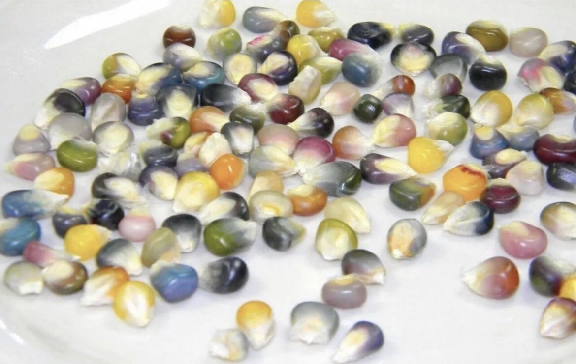 50+ SEEDS Translucent Glass Gem Corn for Planting. Beautiful Glass Gem Corn .