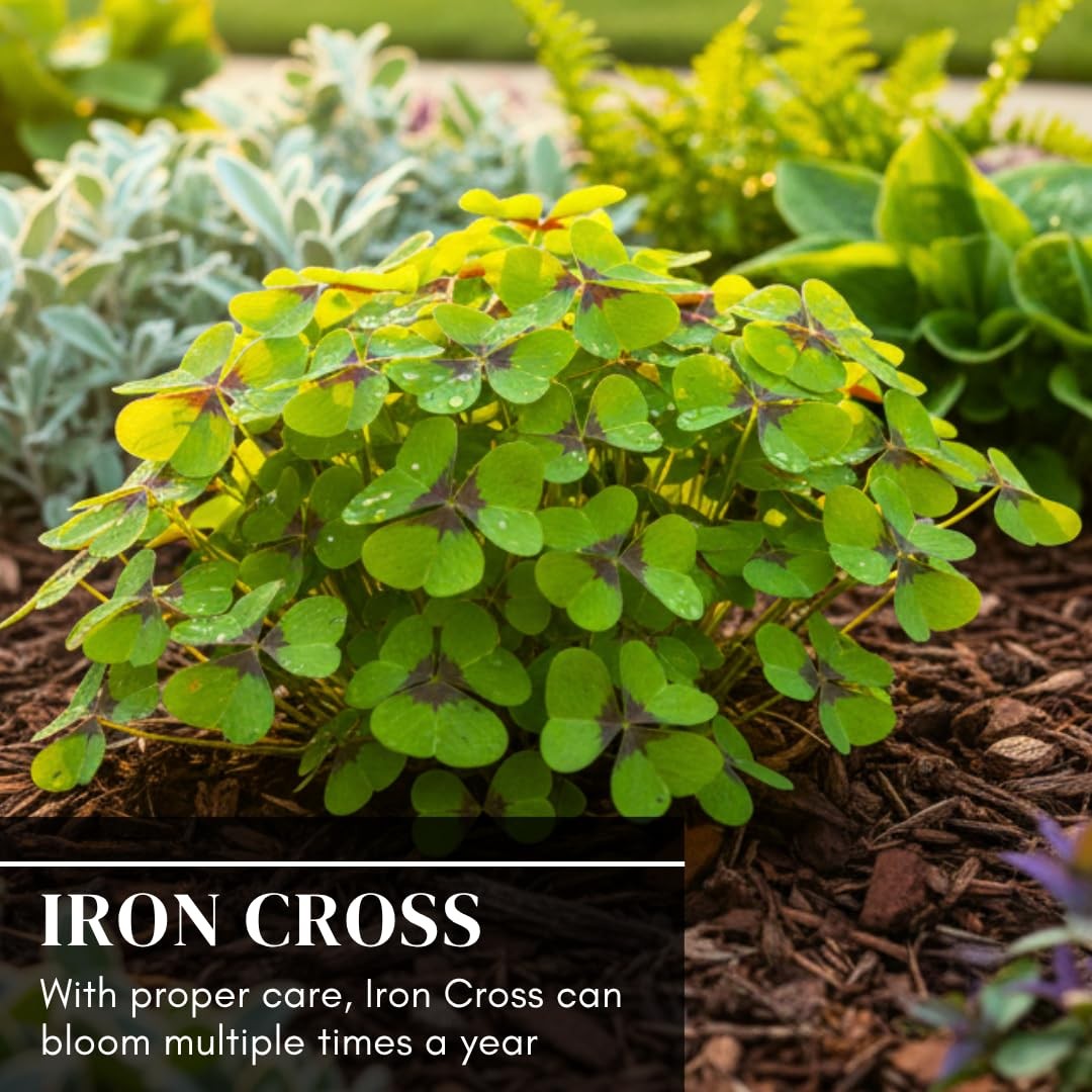 Iron Cross Shamrock Bulbs – Fast Growing 10 Bulbs for Indoor/Outdoor | Good