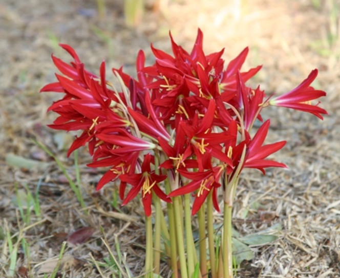 Oxblood Lily Bulbs Lilies Rain Schoolhouse Hurricane Rhodophiala bifida -3 bulbs