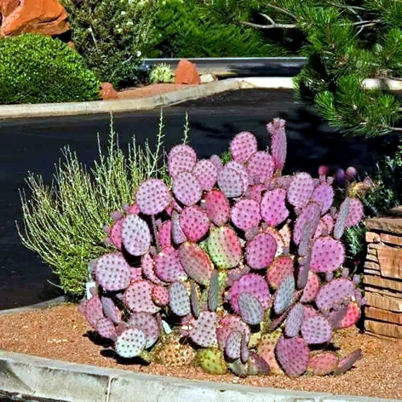10 Purple Cactus (Opuntia santarita) Prickly Pear Fruit Rare, Fast, Hardy-Zone 7