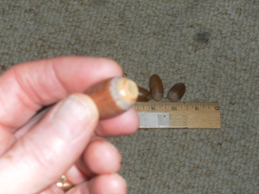 ACORNS fresh, White (English) OAK TREE 2023. 30 count- no caps SOLD OUT
