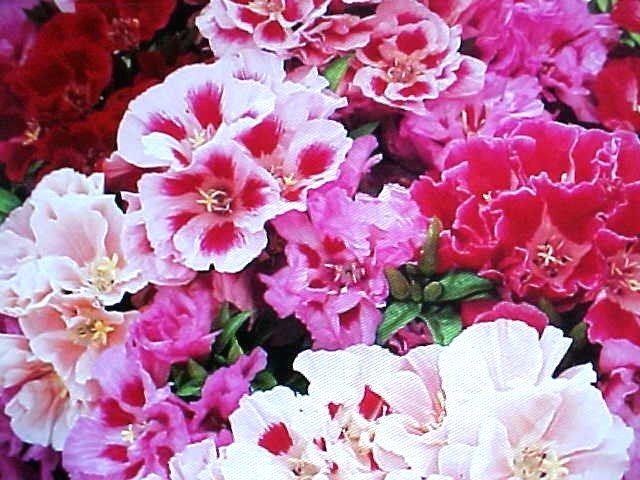 800 GODETIA-AZALEA DOUBLE BLOOM MIX OF PINK-PURPLE-RED-WHITE 12-18″
