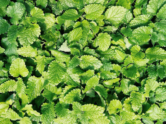 Spearmint {Mentha spicata}100+ seeds Free Shipping! US Seller