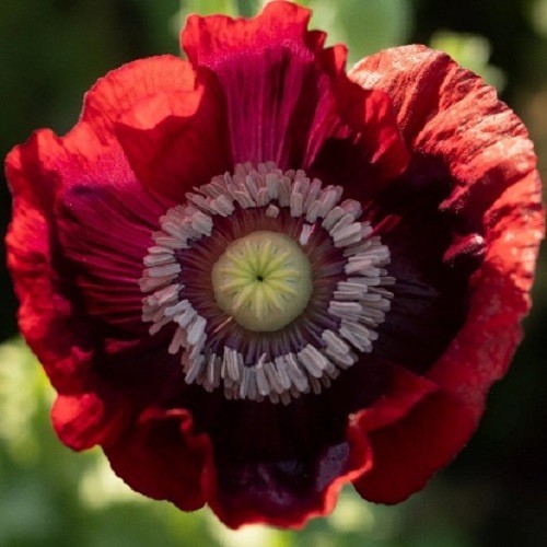 Premium Stratified Heirloom Papaver Giganteum Seeds Gorgeous Giant Red Flowers