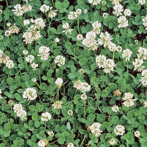 20lbs pure white clover seed 800,000+ seeds/lb