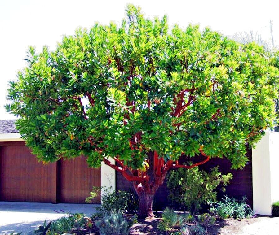 STRAWBERRY TREE SEEDS Arbutus Unedo Garden Fruit Plant Irish Killarney RARE!