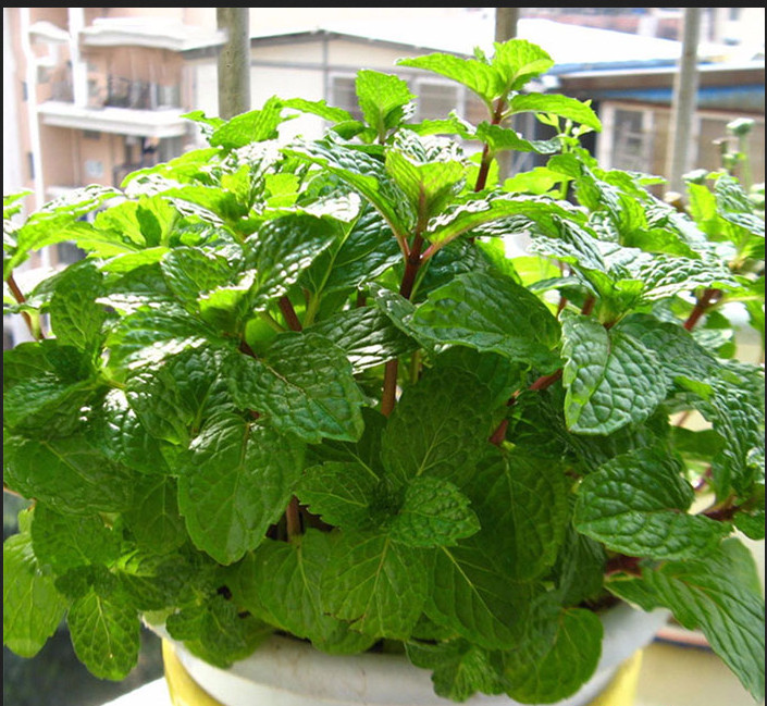 Peppermint Seeds [ Spearmint (Mentha spicata) ] Húng Lủi | Non-GMO