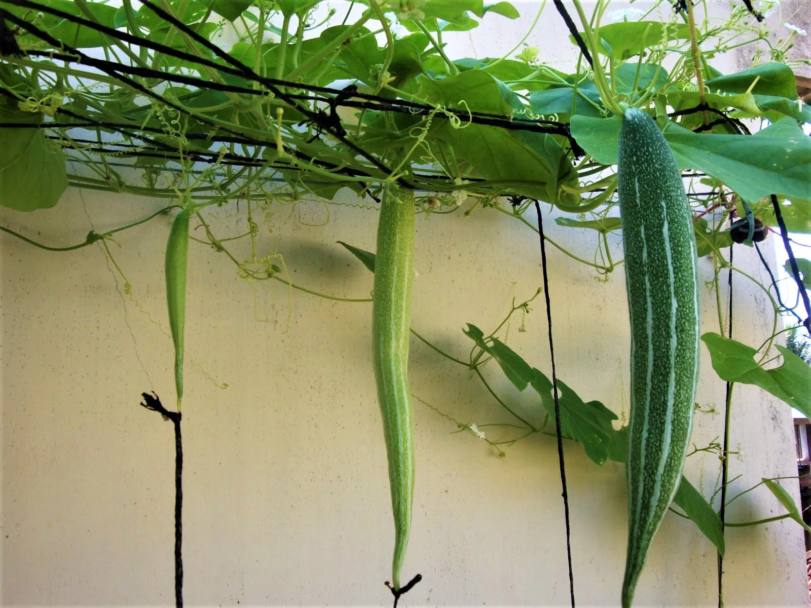 Buag Ngu Snake Gourd |Chichinda Padwal Green Bitter Melon Luffa Squash Seed 2024