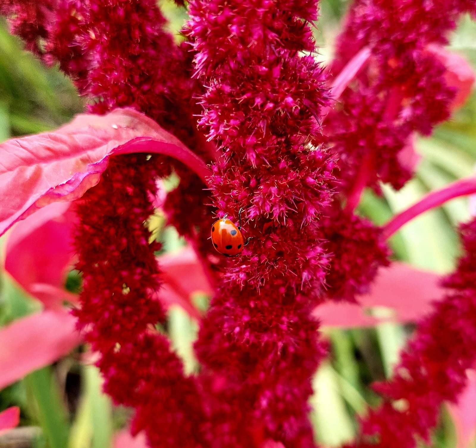 150 PYGMY TORCH AMARANTHUS Hypochondriacus Prince of Wales Feather Flower Seeds