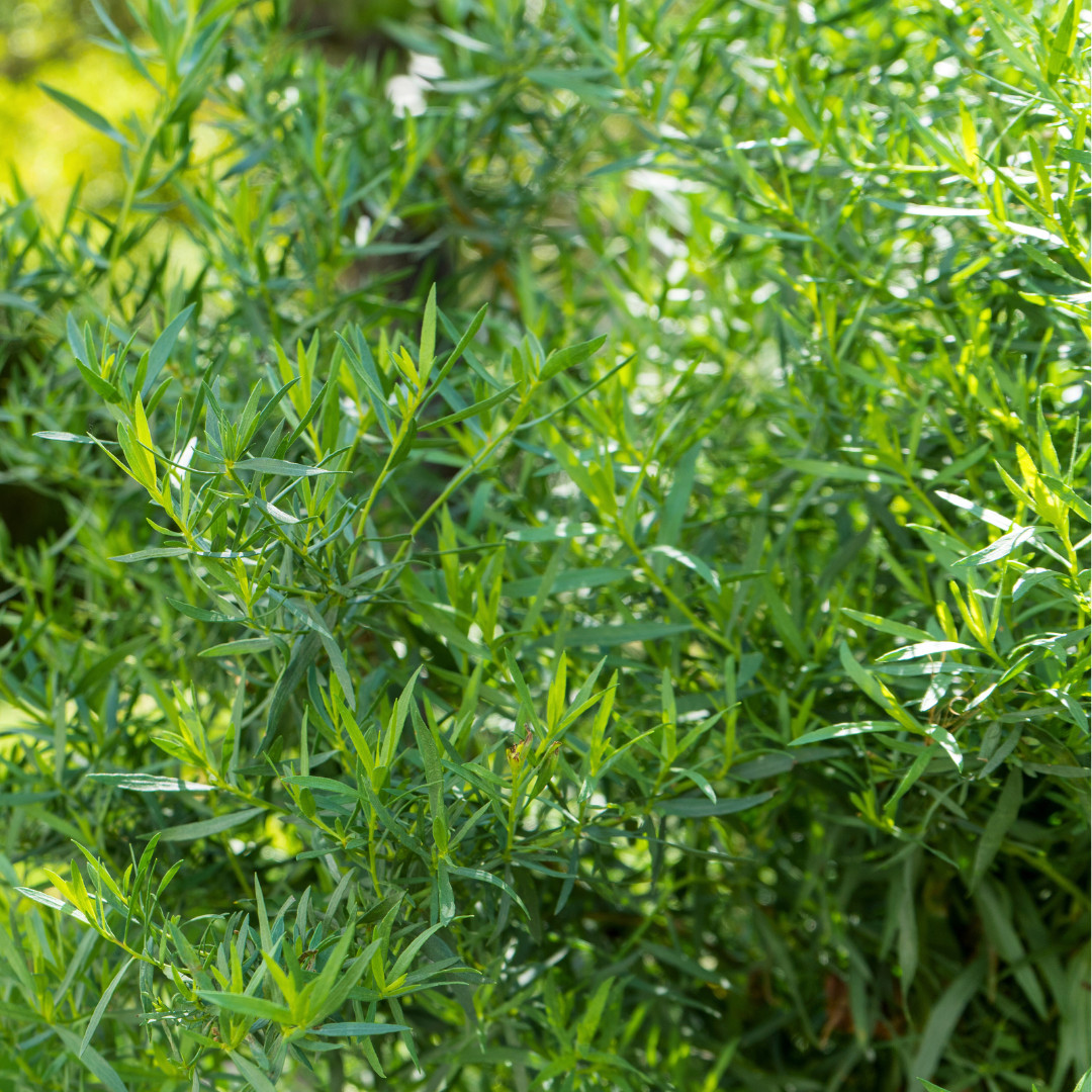 Fresh Tarragon Seeds | Cooking | Gardening | Heirloom Non-GMO | Herb Seeds